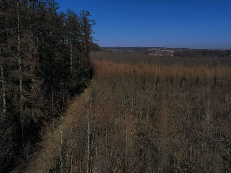 Lyngå Plantage er en varieret skov. Flot kuperet og afvekslende med hensyn til træarter