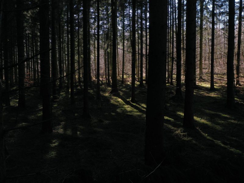 Nåleskov udgøres fortrinsvis af rødgran, sitka og alm. ædelgran