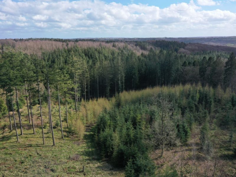 Skoven giver gode vækstbetingelser til nåleskov