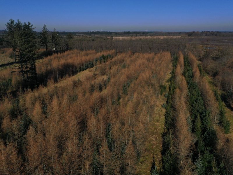 Velanlagte skovkulturer er i rigtig god vækst og producerer godt træ og god dækning til vildtet